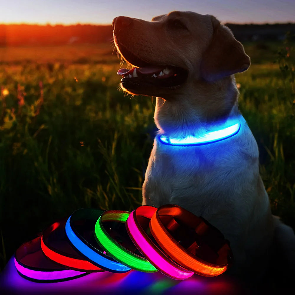 Luminous Dog  Waterpoof Safety Collars - All About Variety